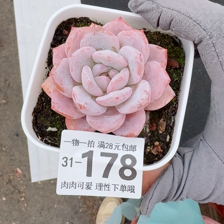 奶盖多肉多肉多肉植物多肉