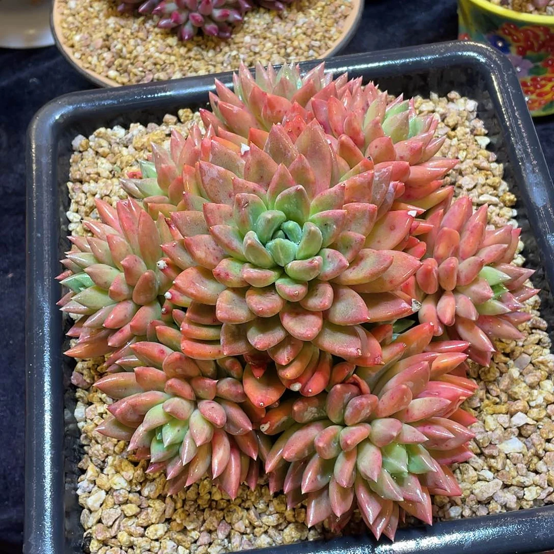 多肉植物带盆物流寄养