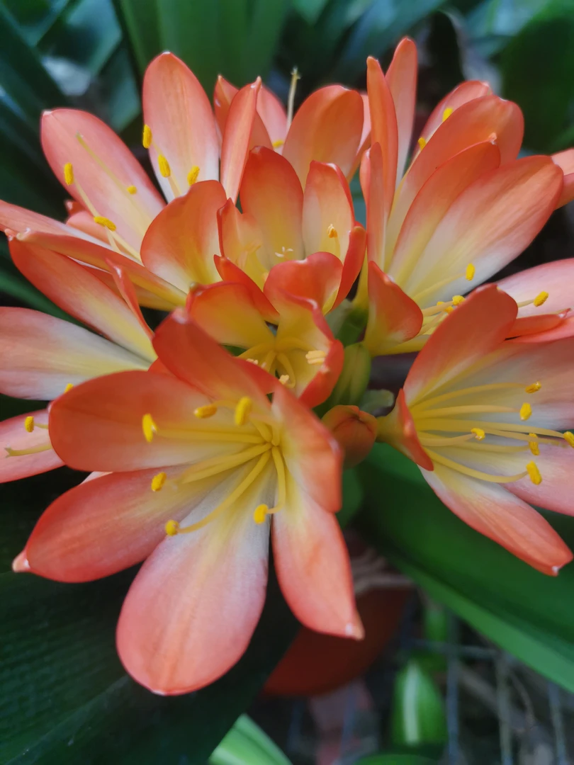 精品君子兰技师油酱短叶类