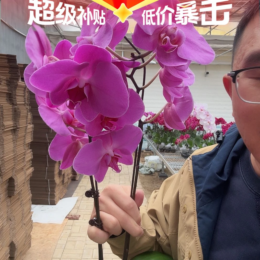完全开放孟菲斯两颗装3.5