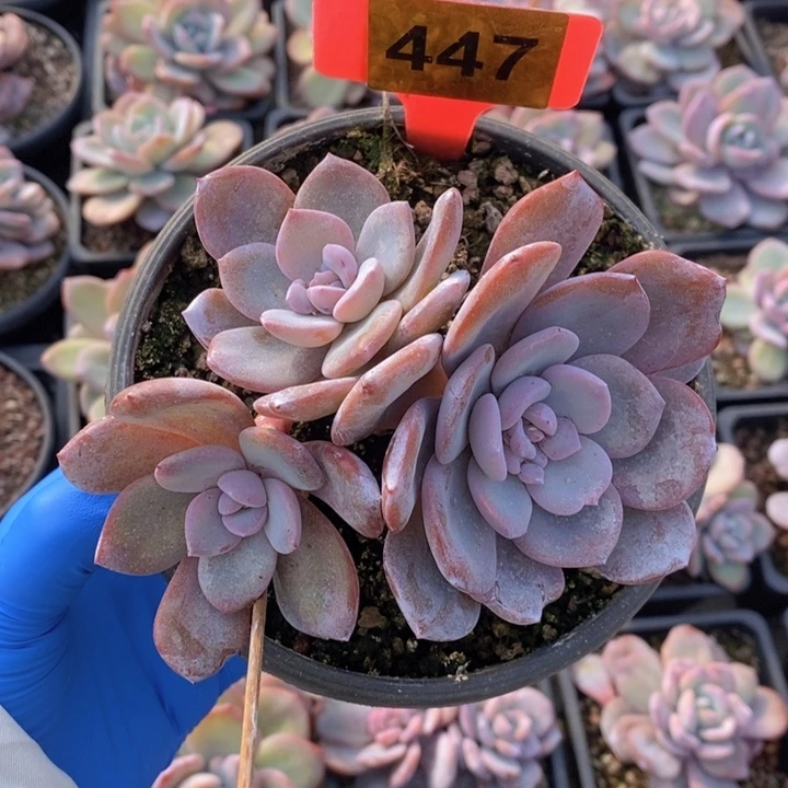 447号奶茶3头11111