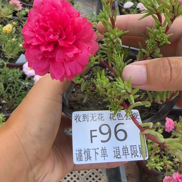 无花朵F096超小苗盆口10cm