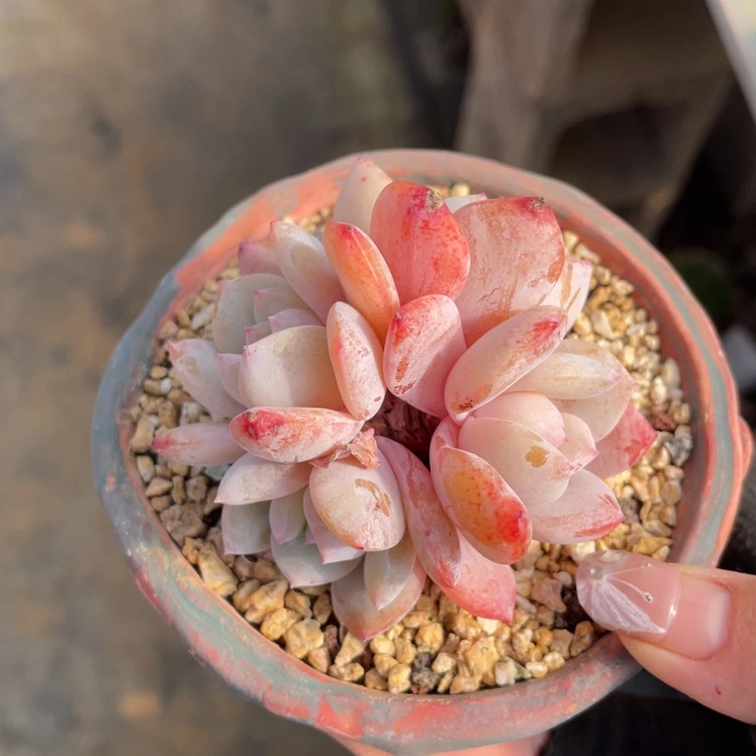 丸叶凤橙老桩群生