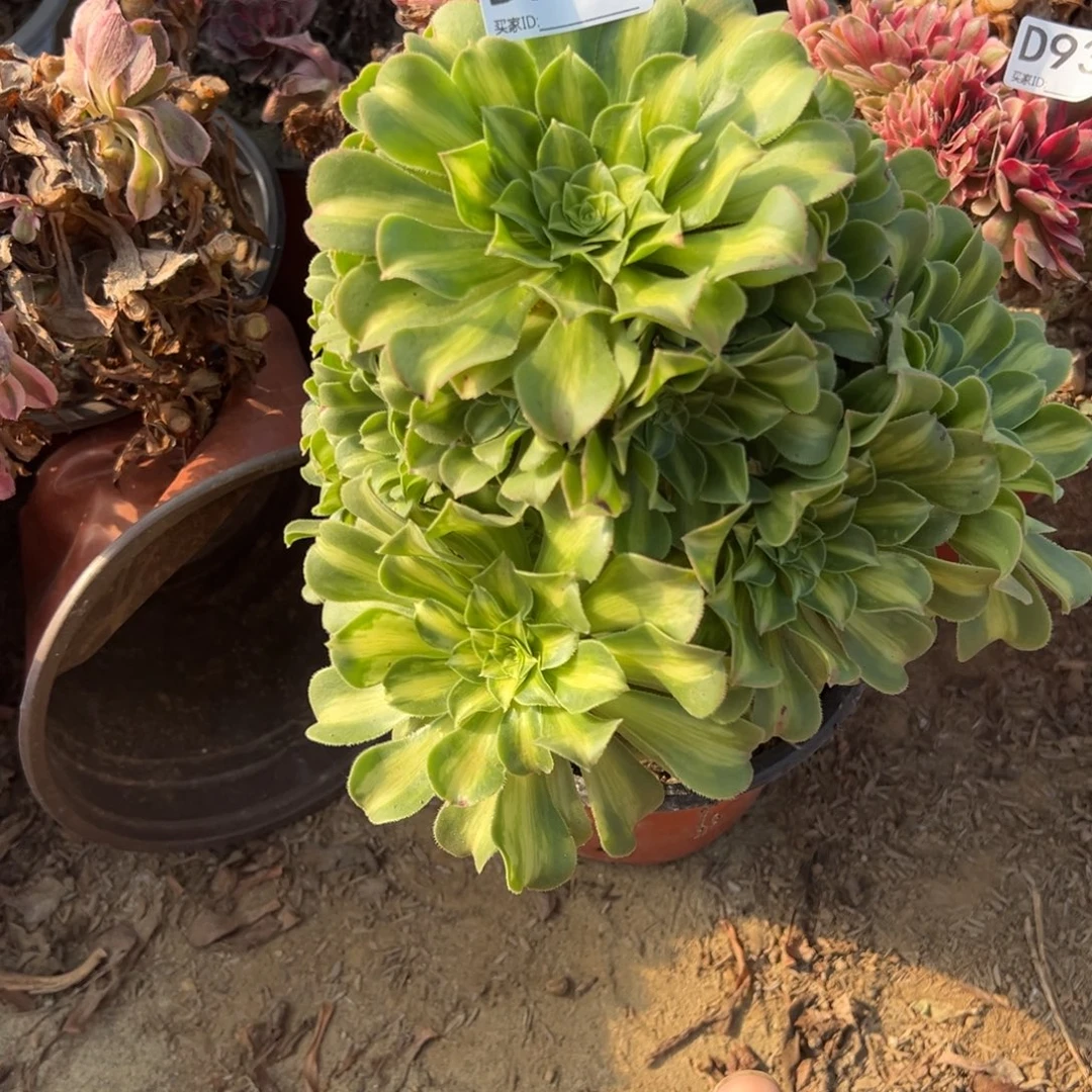 946翡翠琉璃多肉植物