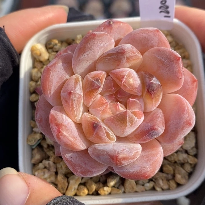 1220-518，粉魄多肉