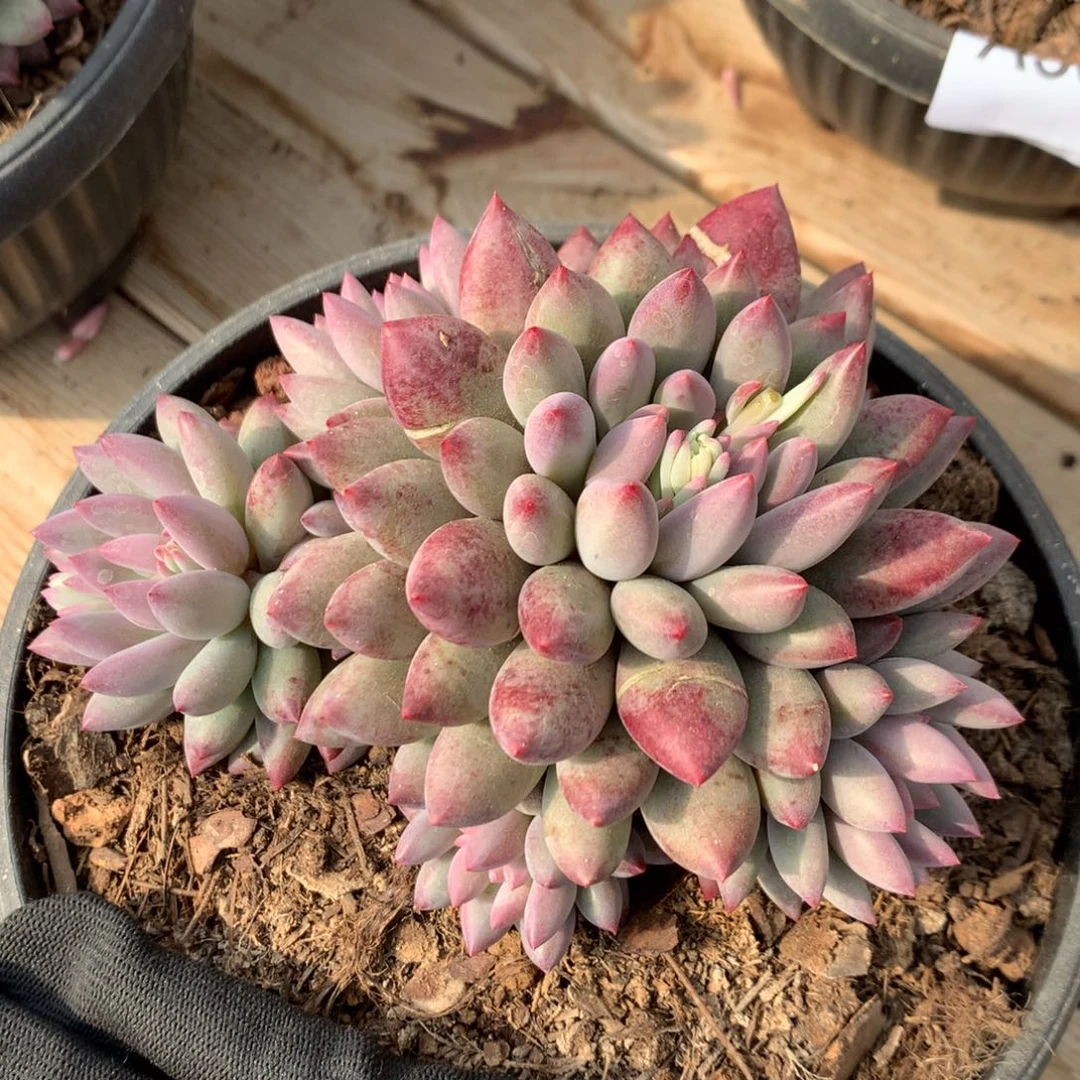 A361售后范围：签收起7天内，录开箱视频