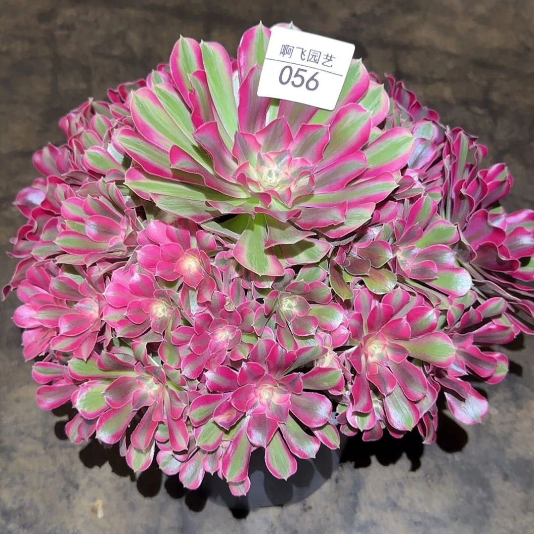 幸***我056多肉 男神补差价法师