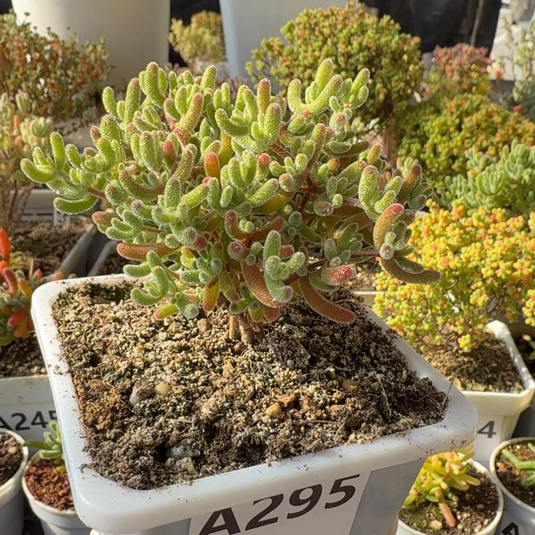 A295红冰晶枝干一物一拍