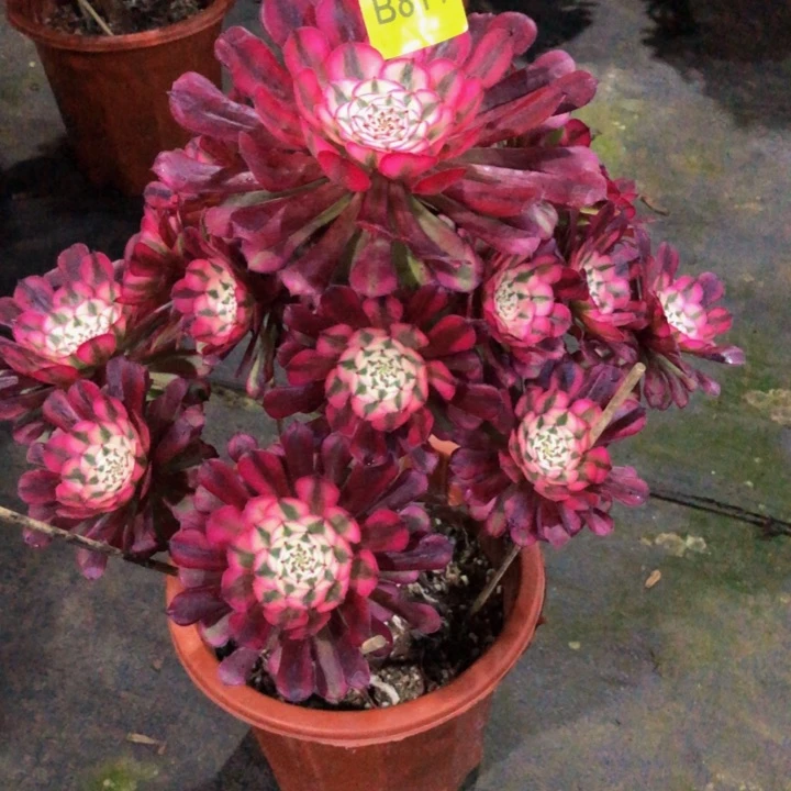 紫**_红同白多肉811000000000