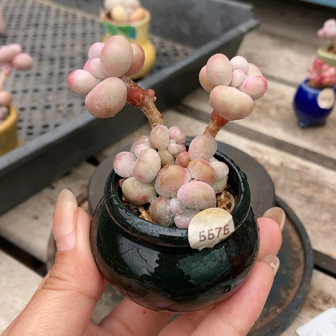 5575糖果腰子蛋带盆土