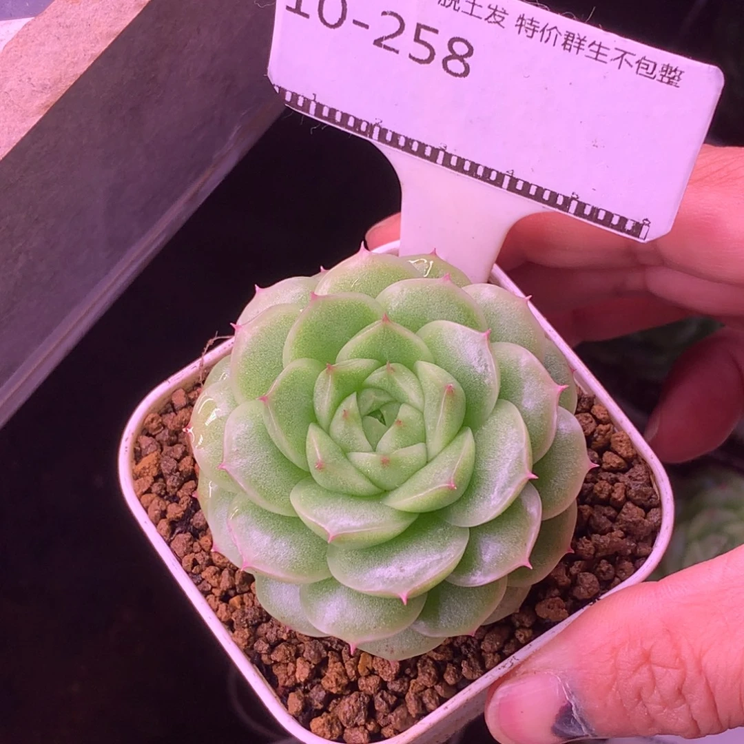 麦秆优选精品多肉58包邮