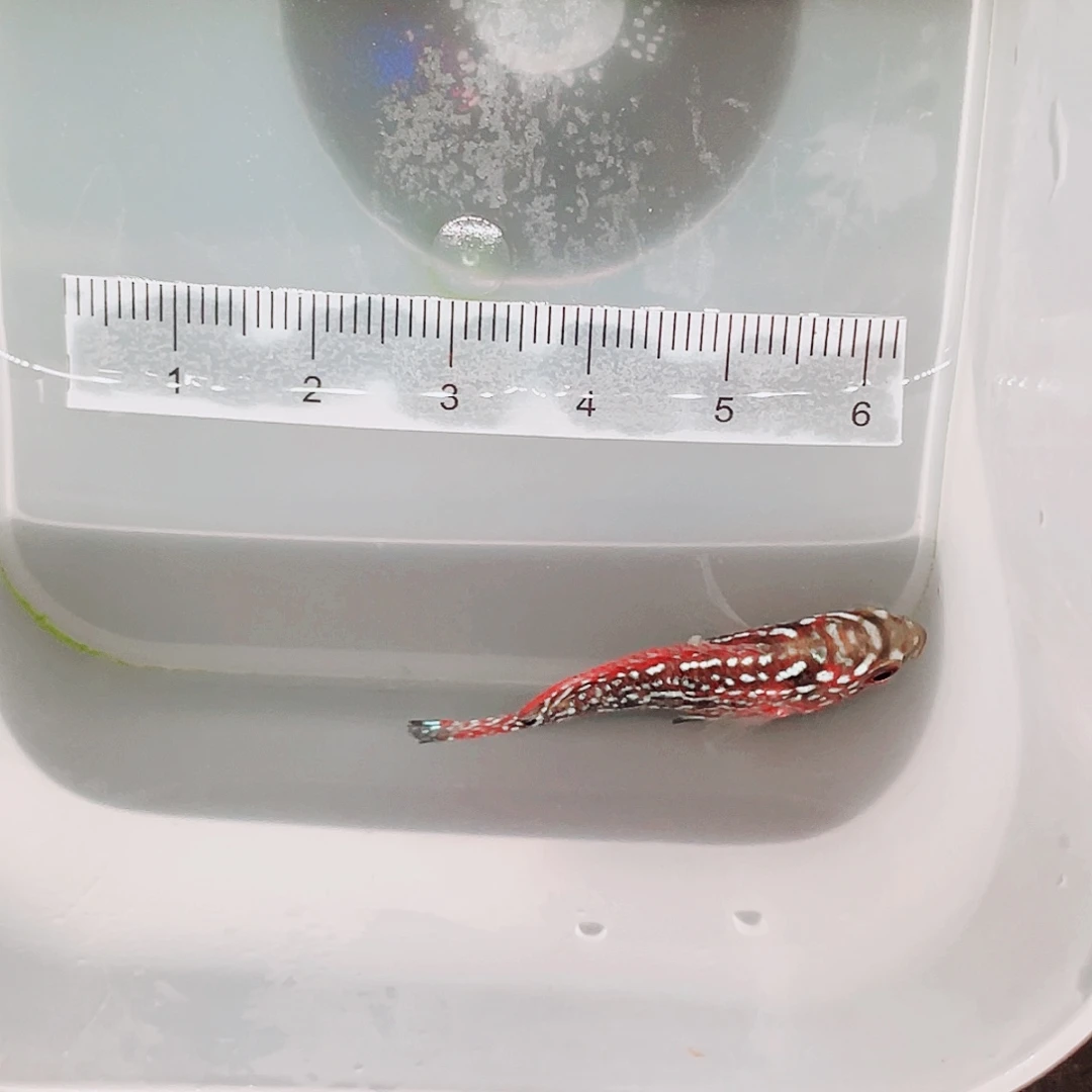 飞***间罗汉鱼f2罗汉鱼苗一条