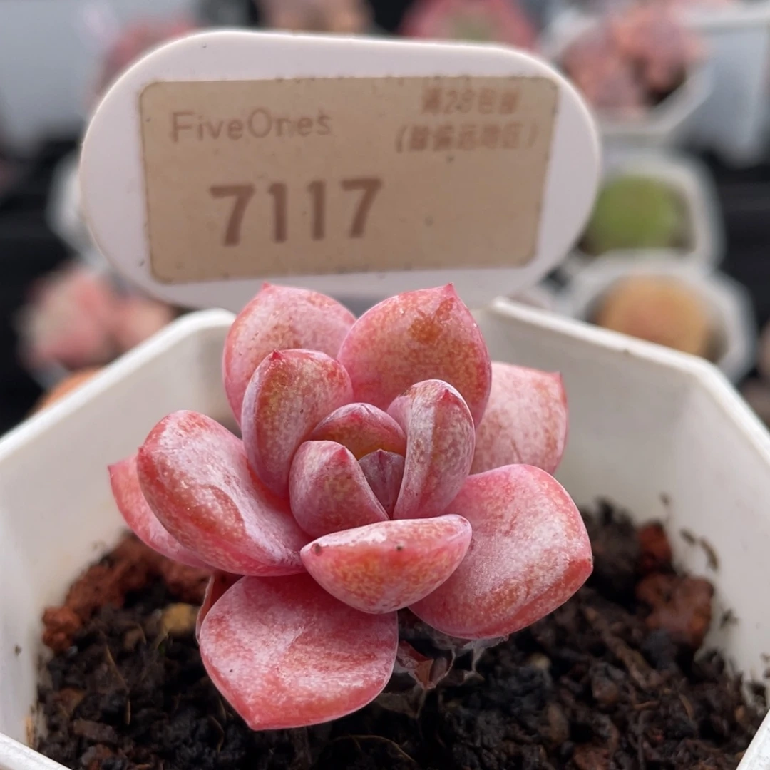德国香槟7117-4.0厘米