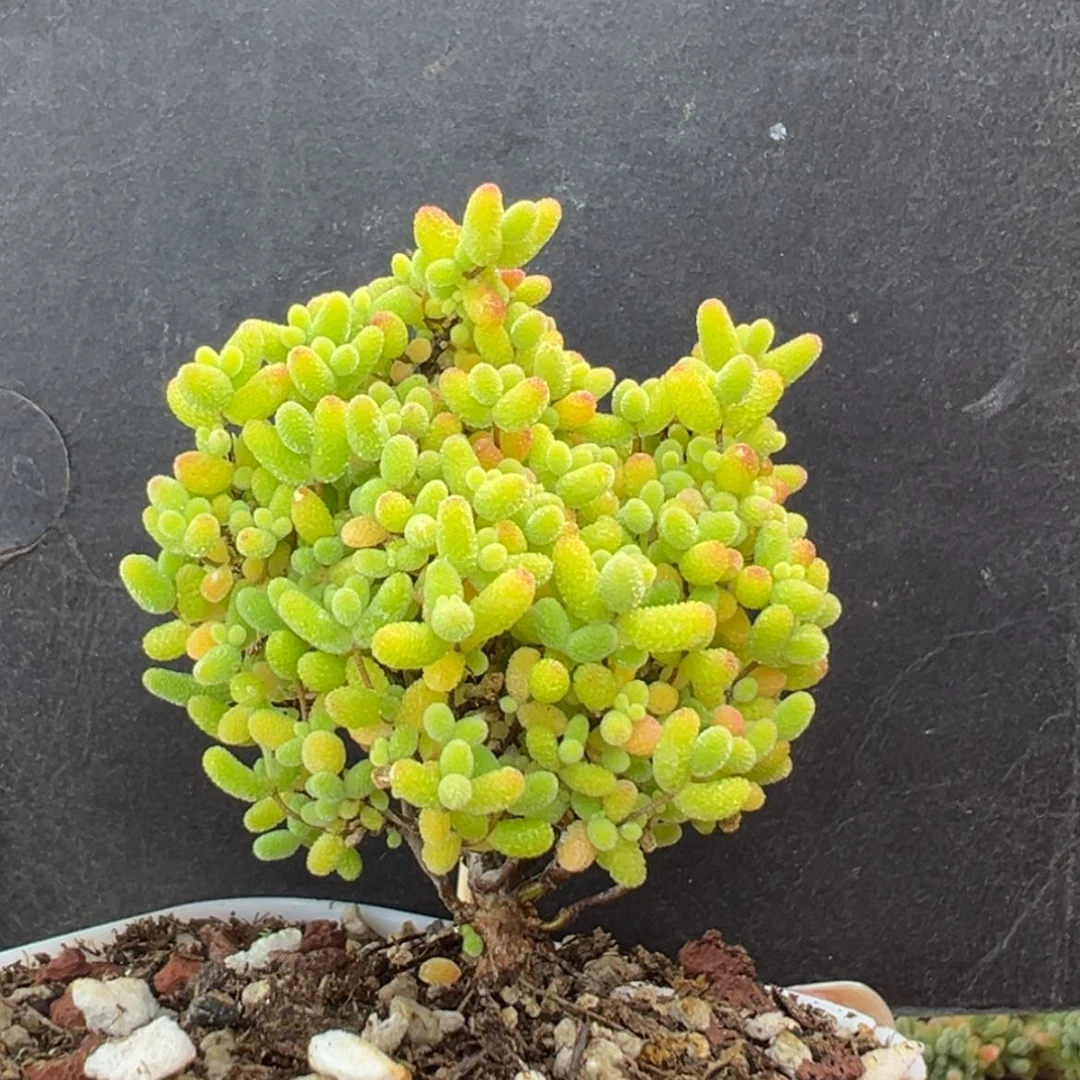 【闪购商品】dy6709精控蜜橘糖球冠幅4.5cm