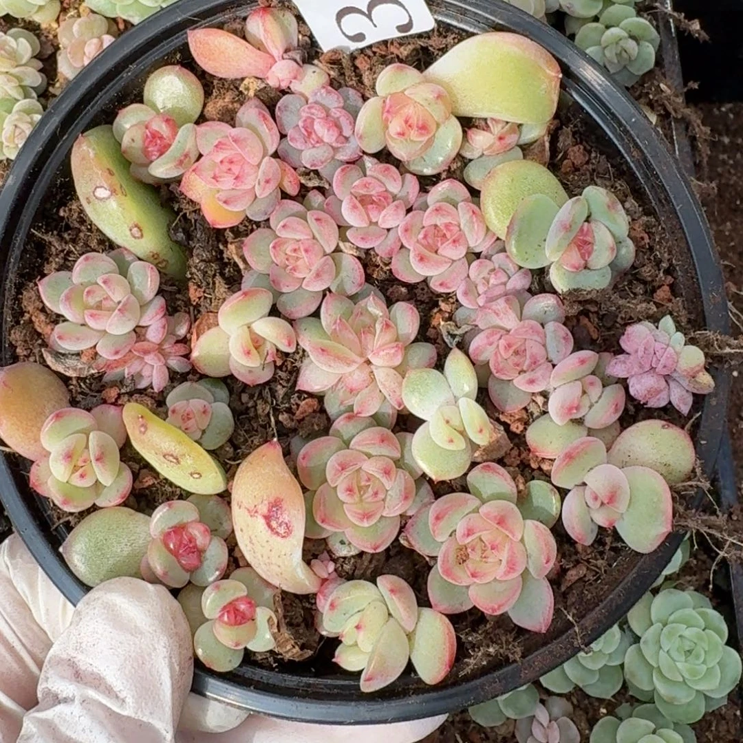 多肉植物多肉植物386