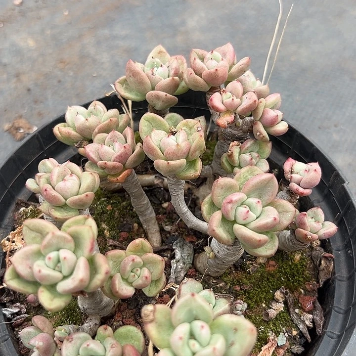 鳄梨老桩。