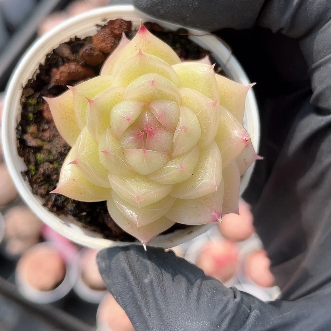 优选麦秆精品478