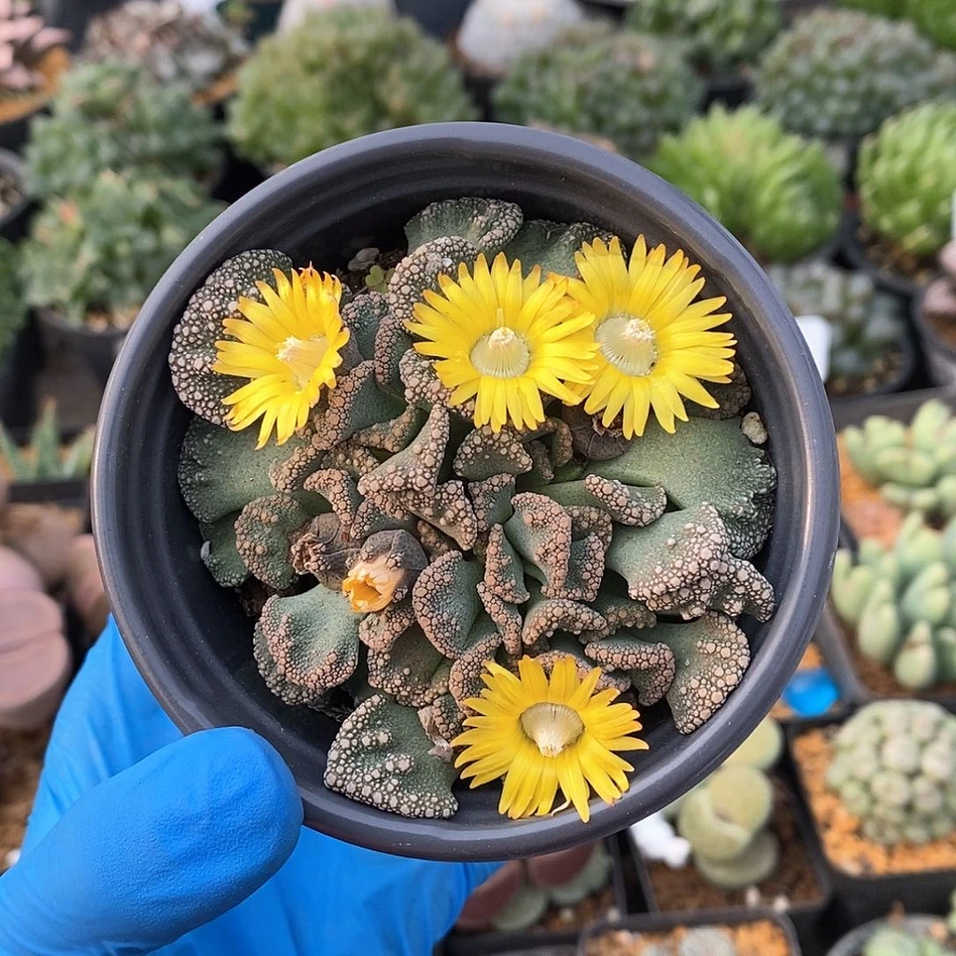 526 天女 带盆土