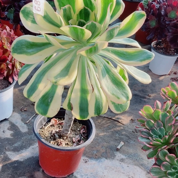 燕姿锦683多肉1111