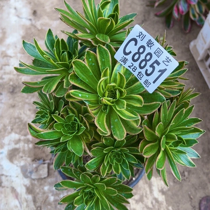 虞姬多肉植物法师8851