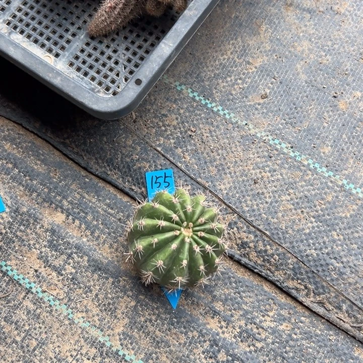 第*梦黄白彩草仙人跳侧芽155