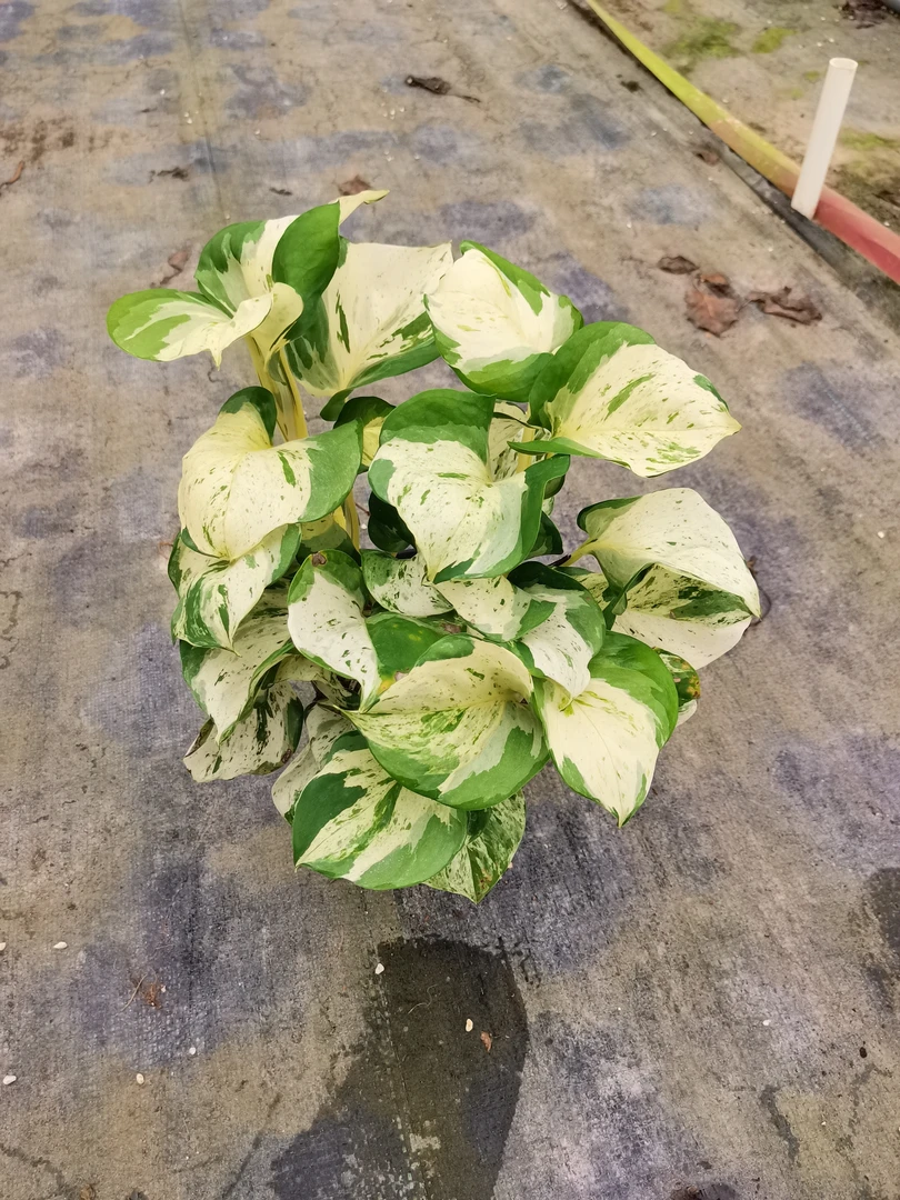 快乐叶子大理石皇后柠檬汁室内客厅爬藤类净化空气水培绿植