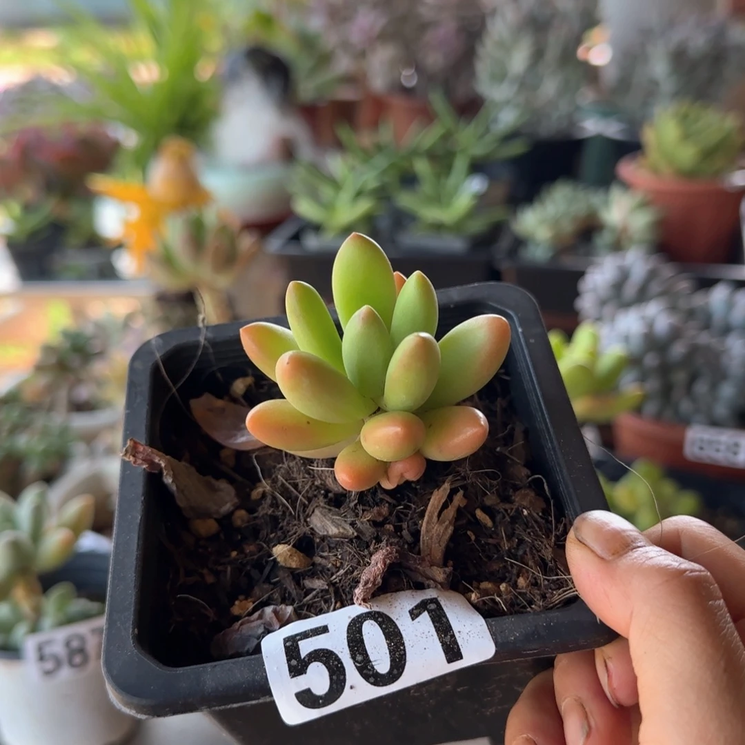 501号 一物一拍 一物一拍