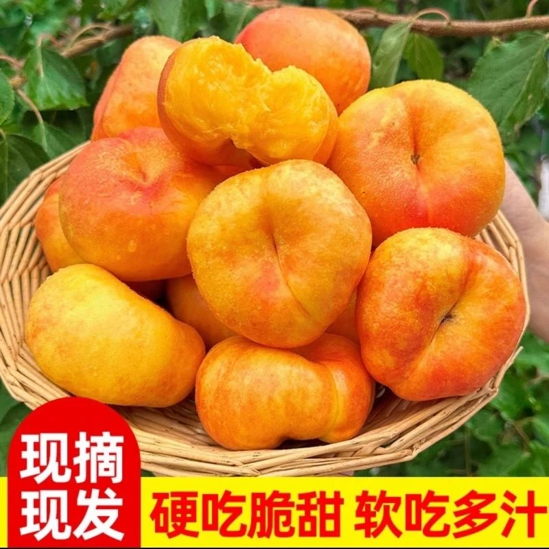 【现摘现发】山东蒙阴原产地彩虹油蟠桃香甜多汁现摘当季热卖水果