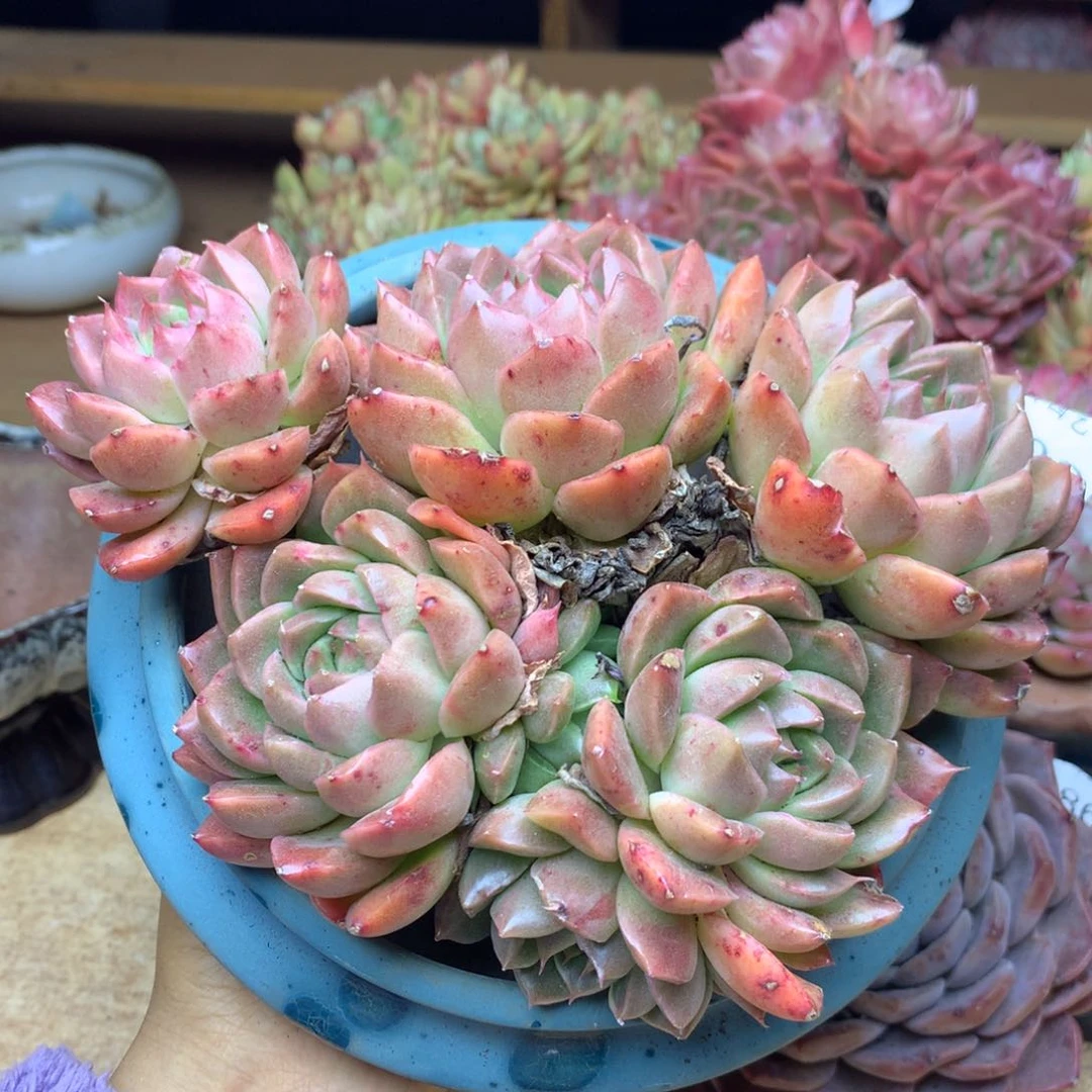 6802新年快乐发发发