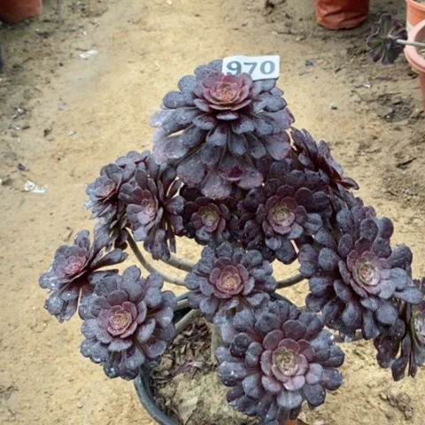 970黑暗萝莉235667899