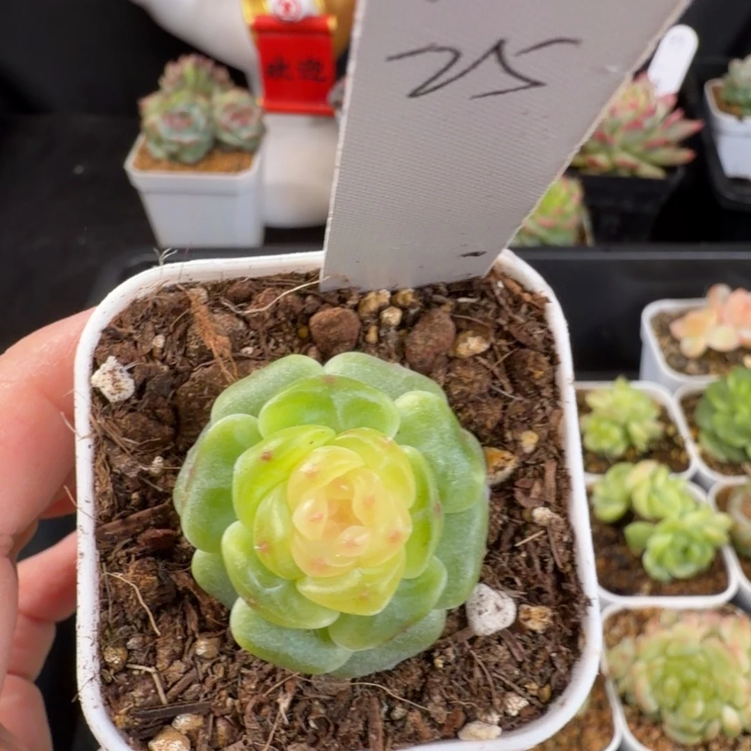 落***枕落枕一颗珍妮新品