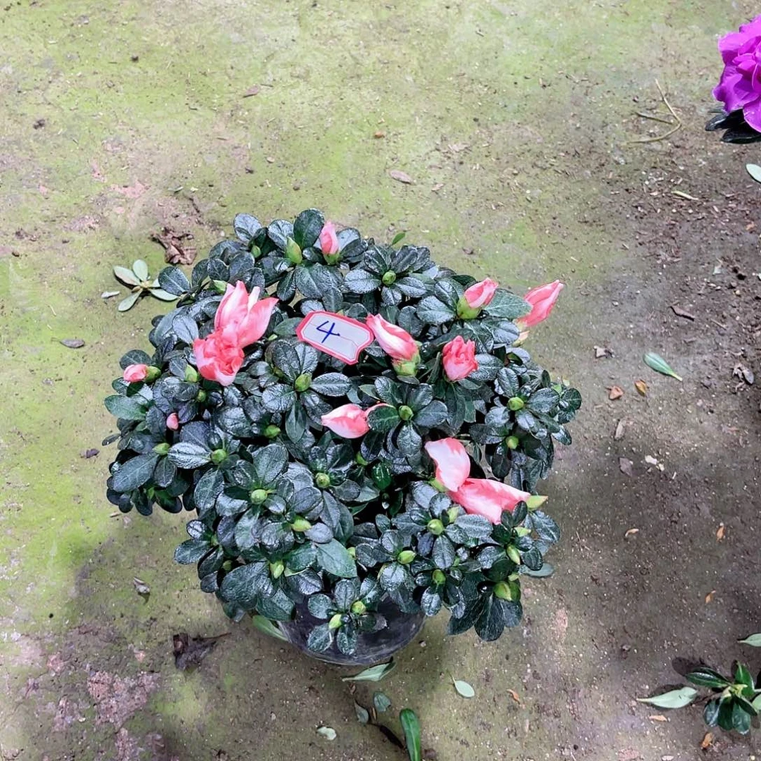 全部花苞杜鹃花，四季开花4