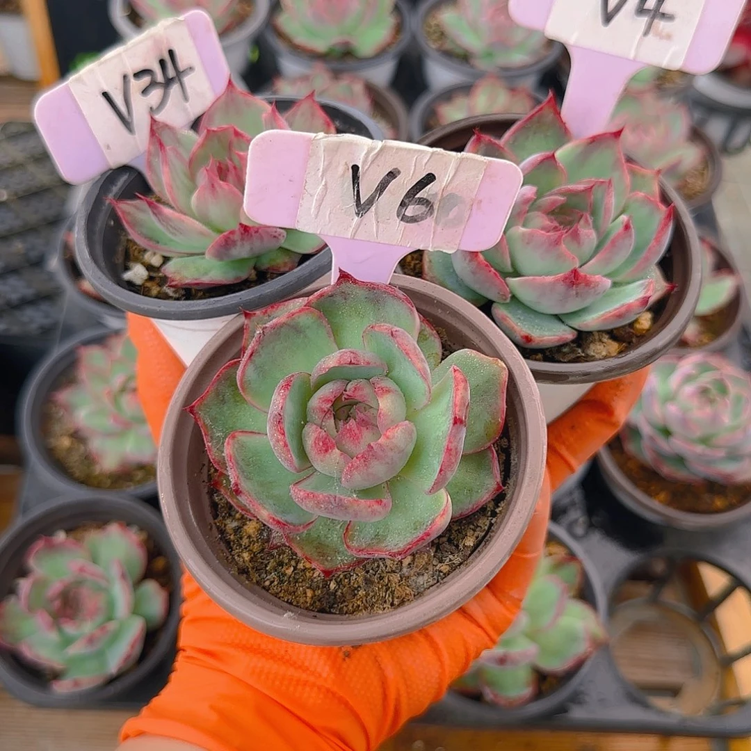 @****V34、4、6 惊鸿多肉植物