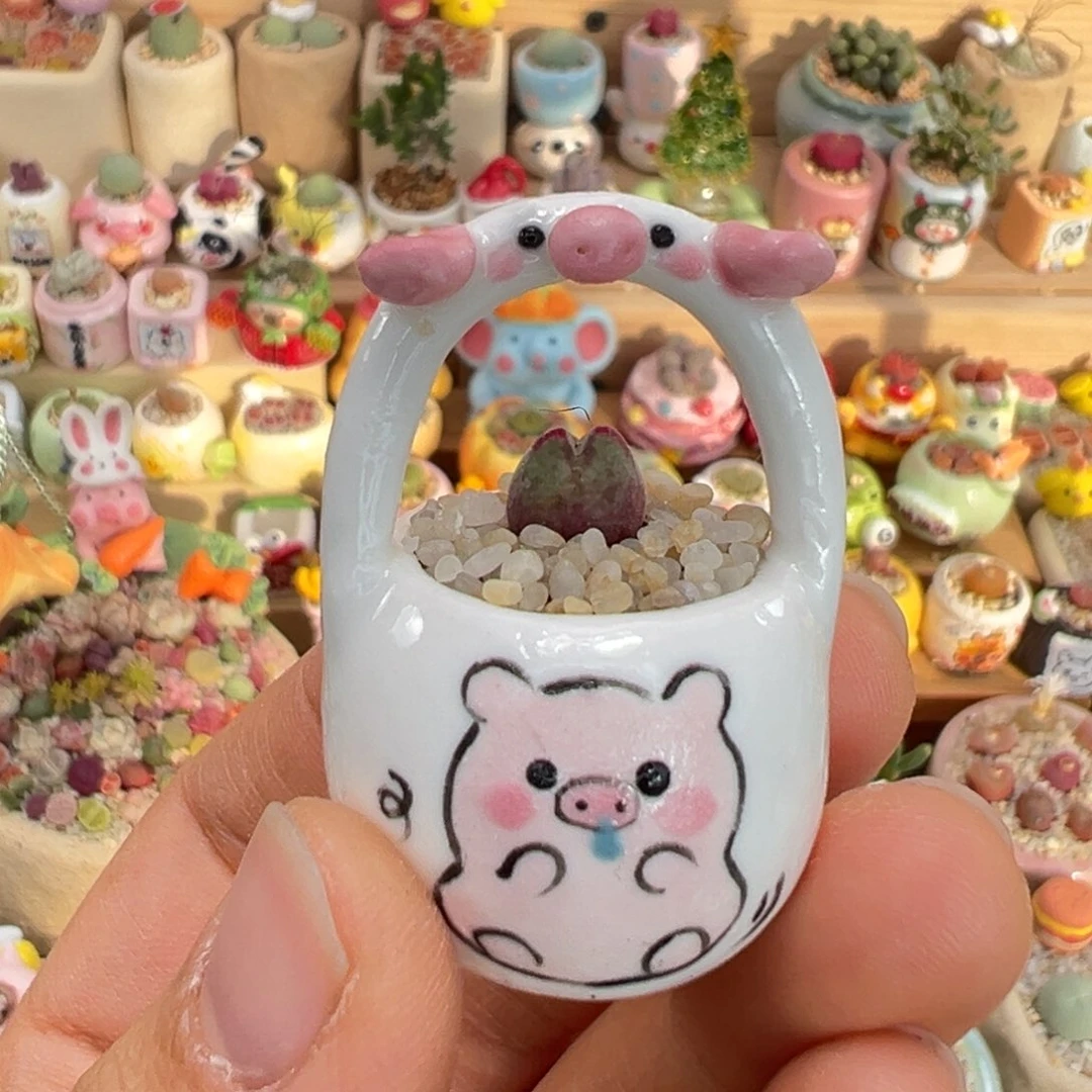 多肉植物12号猪蹄