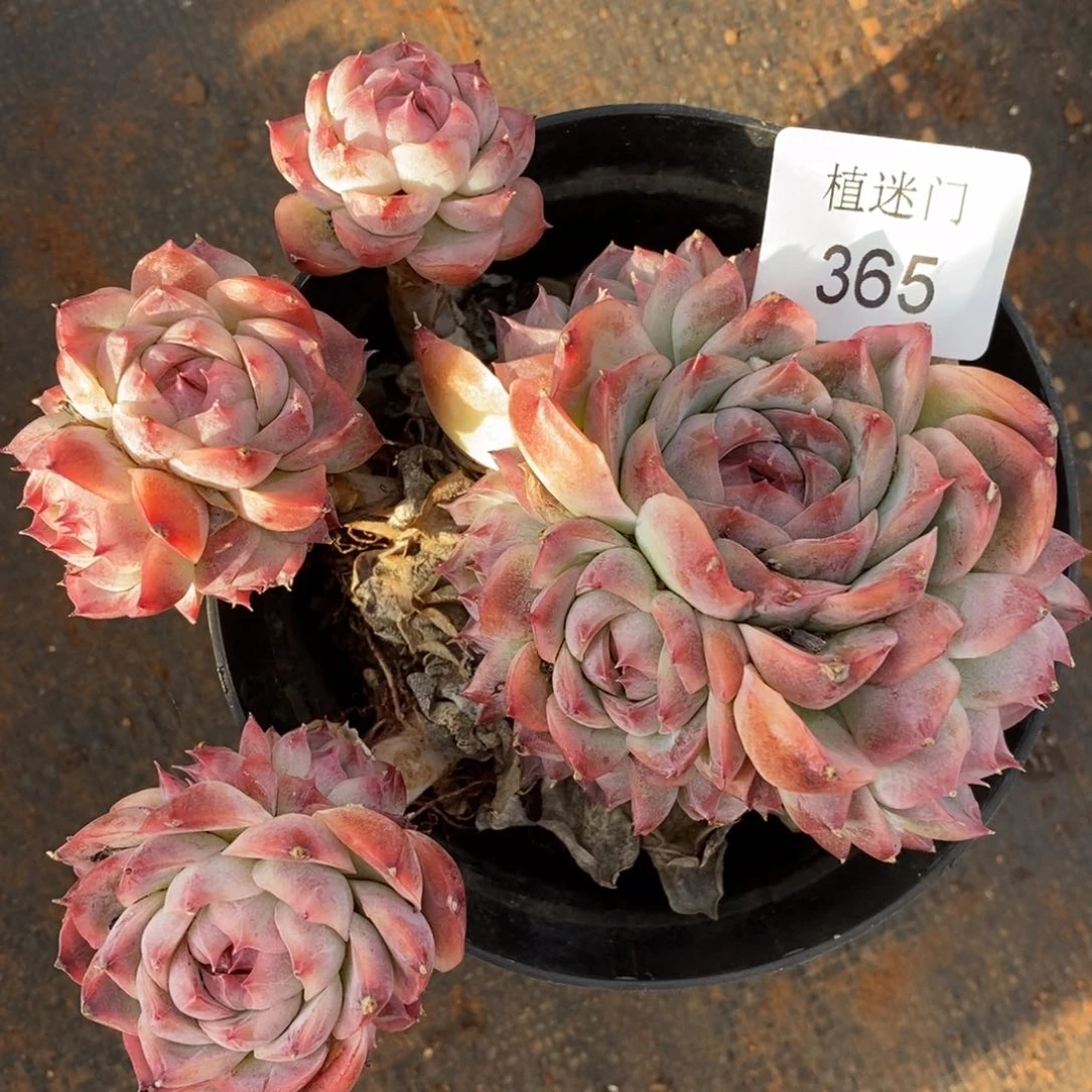 茉**香杂交精品多肉365