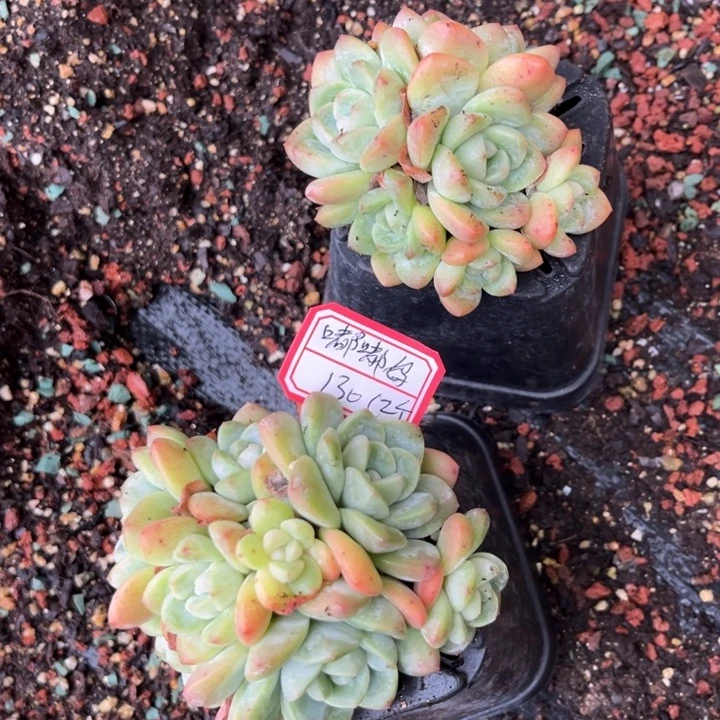 嘟***妈冰玉多肉十方盆一棵6头一个8头