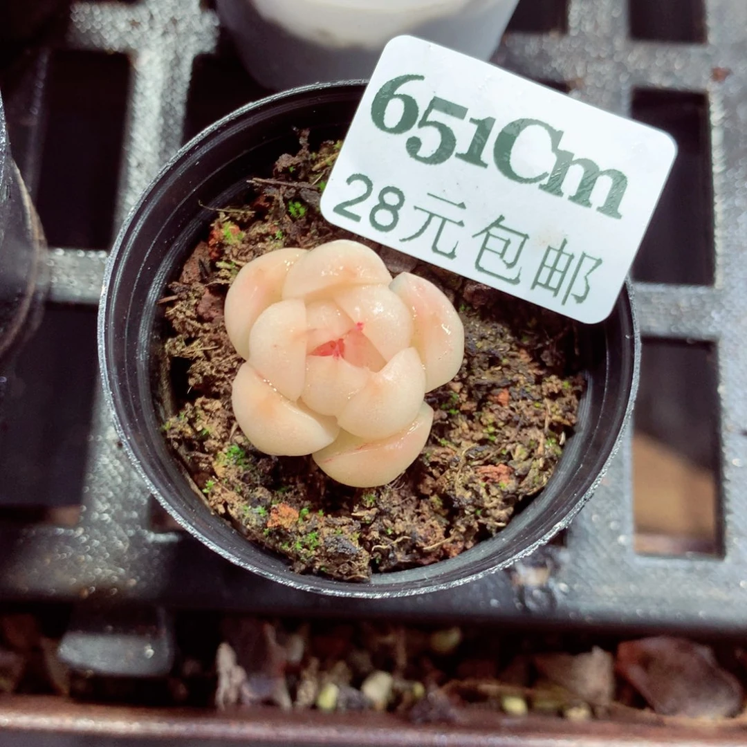 5厘米盆精控多肉651