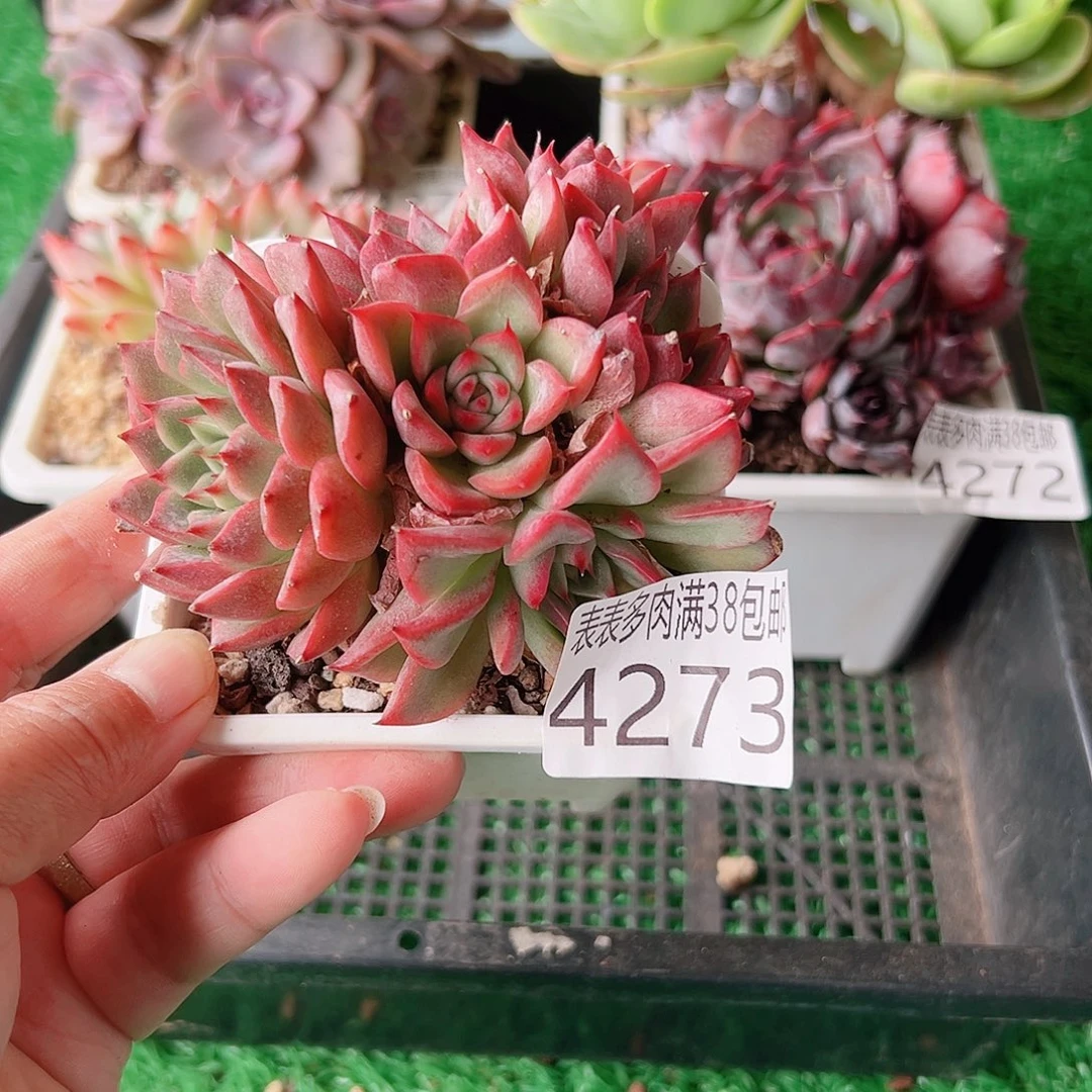 无花朵多肉一物一拍植物4273