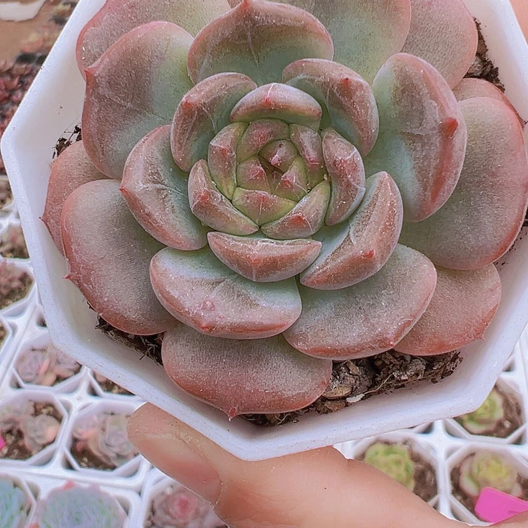 糖葫芦19包邮多肉植物