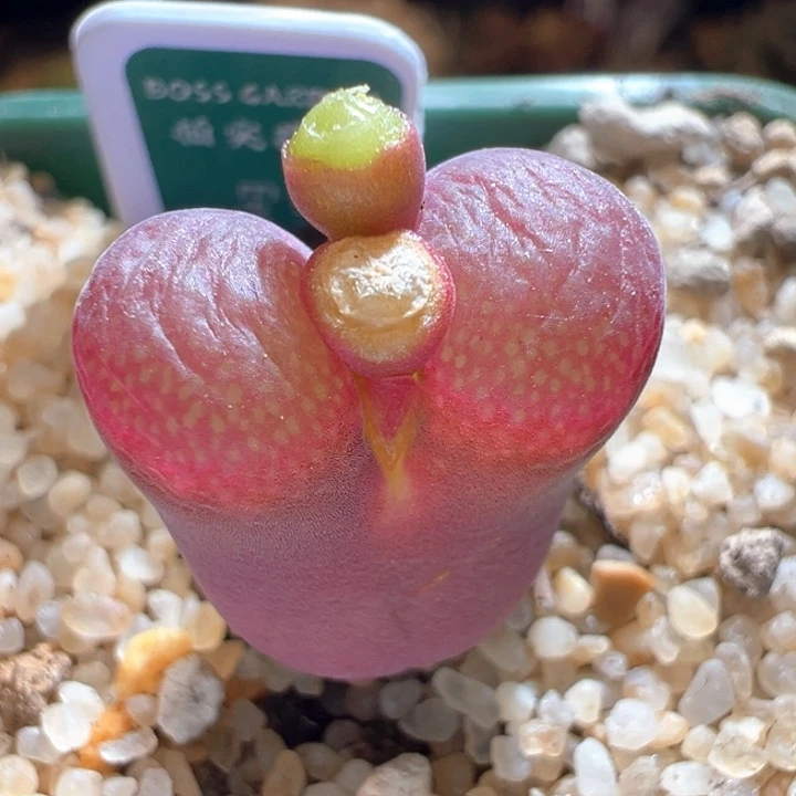 686。青蛙5年矮墩墩。通体粉红。  双种夹