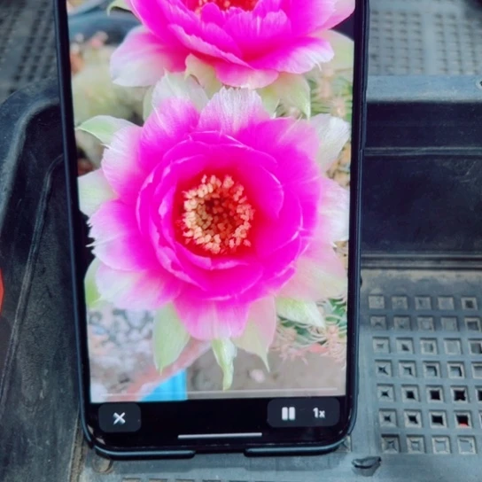 下35丽花魅影歪无根侧芽2一3公分左右20包邮