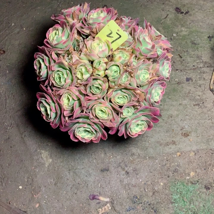 27白凤多肉一物一拍