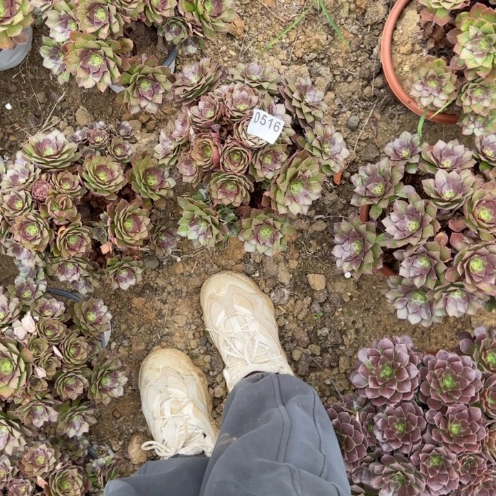 516 清棚处理不包断枝