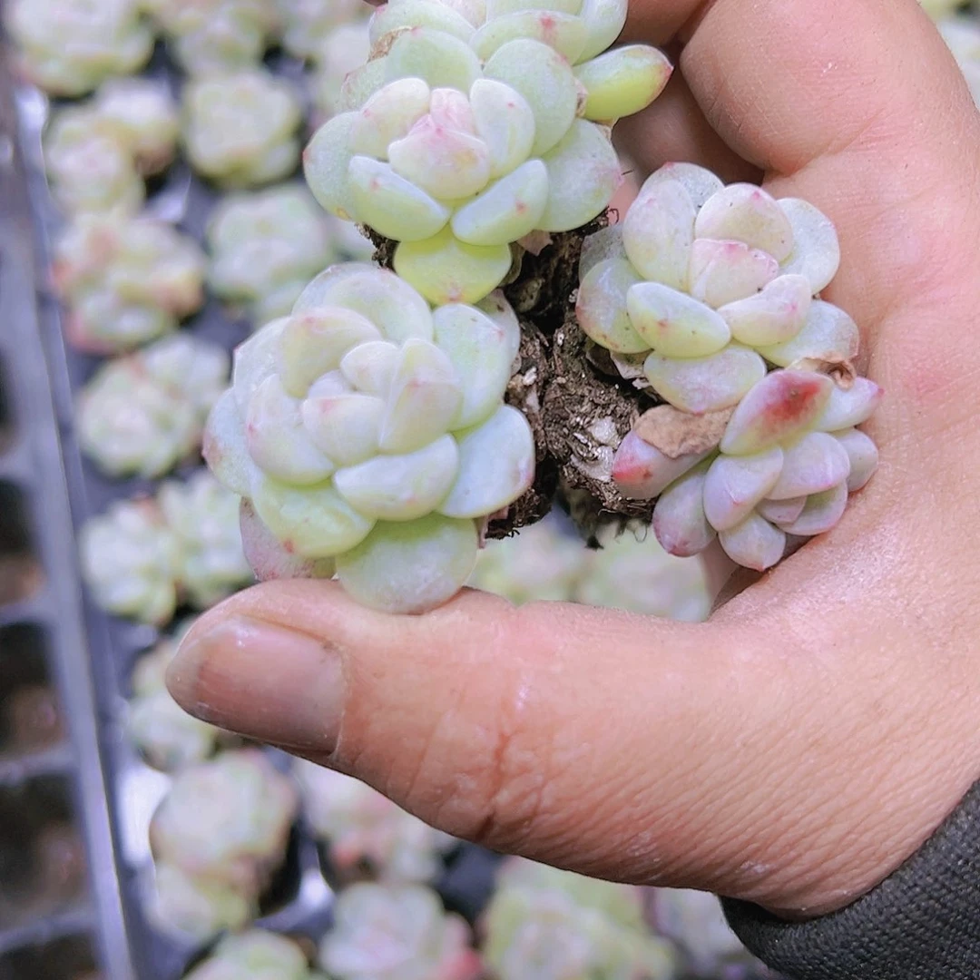 果冻冰玉5个混发19包邮