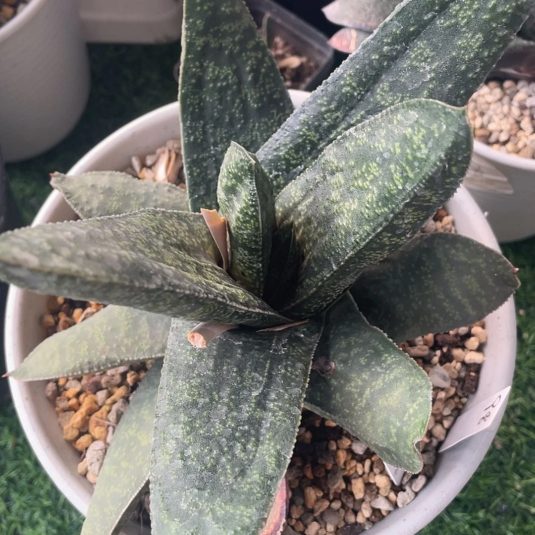 98脱土发货11111111