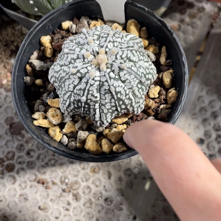 永***光实生海星带盆发一颗