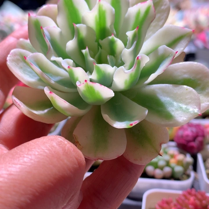 海啸覆轮锦砍头无根