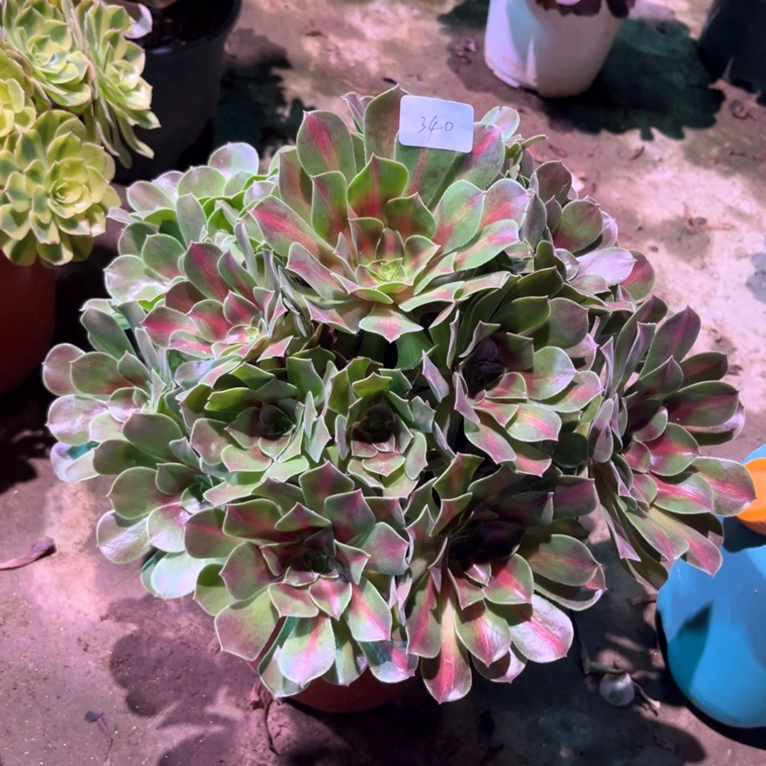 多肉植物女巫中班00340