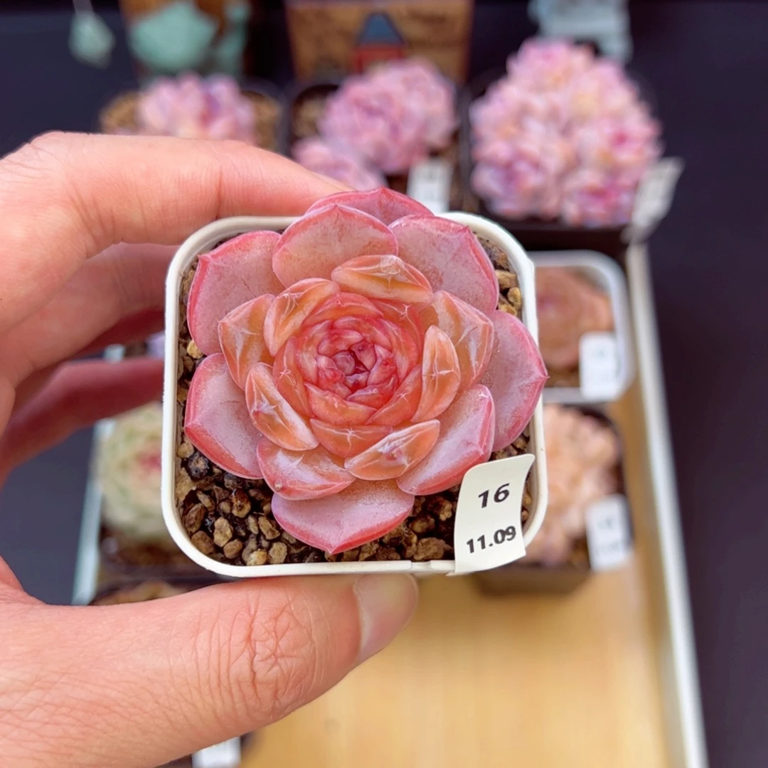 好好看16、哈哈哈哈哈