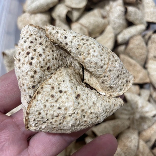 【东甲黄盆围】2023老树圈枝卷花自然生晒大油包大红皮 500g